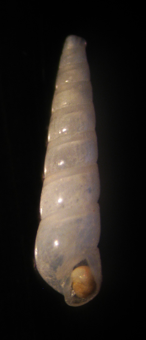 Eulimella acicula vs subcylindrata